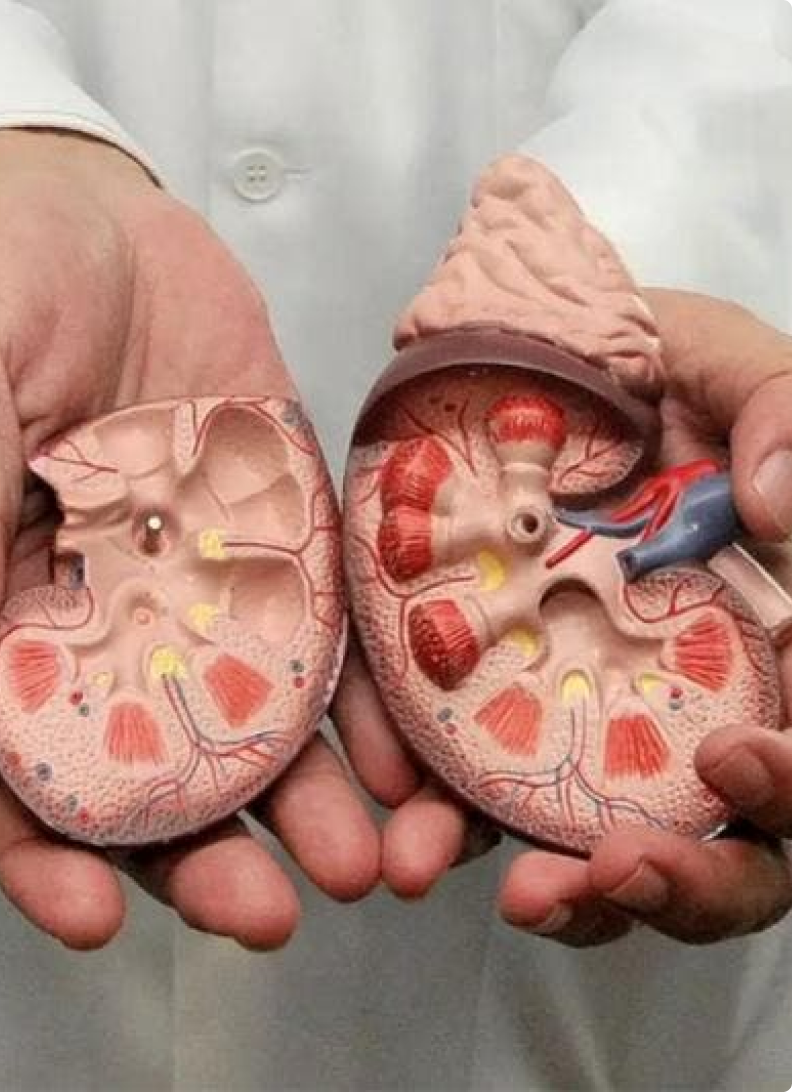 Terapias Renais e Transplantes